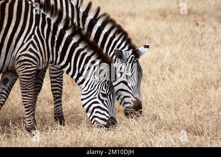 Zwei Zebras trinken Wasser in einem flachen Fluss, Serengeti-Nationalpark, Afrika Stockfoto