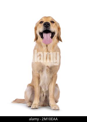 Junger erwachsener Golden Retriever Welpen-Hund, der mit Blick nach vorne sitzt und eine lange Zunge herauszieht. Ich schaue in die Kamera. Isoliert auf weißem Hintergrund. Stockfoto