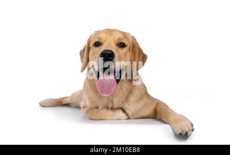 Junger erwachsener Golden Retriever Welpen, der sich nach vorne legt und mit der langen Zunge nach außen zeigt. Ich schaue in die Kamera. Isoliert auf weißem Hintergrund. Stockfoto