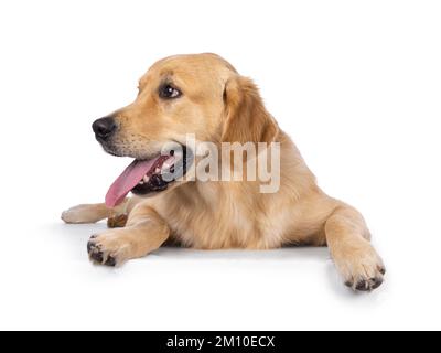 Junger erwachsener Golden Retriever Welpen, der sich nach vorne legt und mit der langen Zunge nach außen zeigt. Der Blick von der Kamera weg. Isoliert auf einem weißen Hintergrund Stockfoto