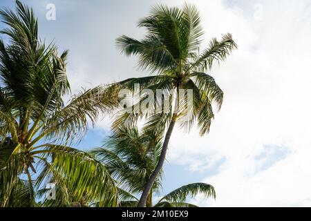 Grünen Kokosnuss Palmen Blätter gegen Sky Stockfoto