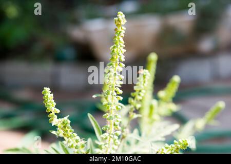 Nahaufnahme von Ragweed-Blumen. Die Ragweed-Pollen sind bekannt dafür, dass sie beim Menschen allergische Reaktionen hervorrufen, insbesondere allergische Rhinitis. Stockfoto