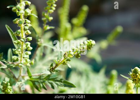 Nahaufnahme von Ragweed-Blumen. Die Ragweed-Pollen sind bekannt dafür, dass sie beim Menschen allergische Reaktionen hervorrufen, insbesondere allergische Rhinitis. Stockfoto