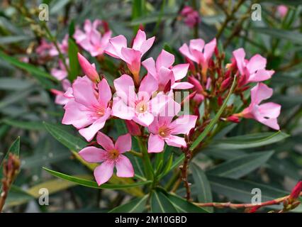 Rosa Oleander-Blüten (Nerium Oleander) im Garten Stockfoto