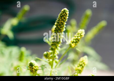 Nahaufnahme von Ragweed-Blumen. Die Ragweed-Pollen sind bekannt dafür, dass sie beim Menschen allergische Reaktionen hervorrufen, insbesondere allergische Rhinitis. Stockfoto