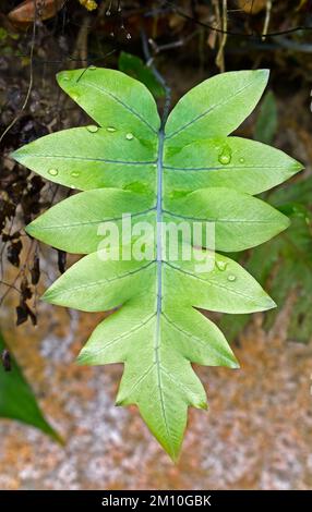 Goldene Schlangenfarnblätter (Phlebodium aureum oder Polypodium aureum) im tropischen Garten Stockfoto