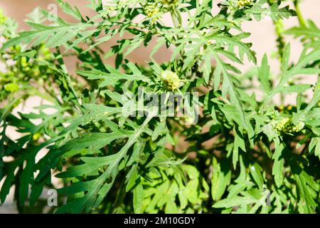 Nahaufnahme von Ragweed-Blumen. Die Ragweed-Pollen sind bekannt dafür, dass sie beim Menschen allergische Reaktionen hervorrufen, insbesondere allergische Rhinitis. Stockfoto