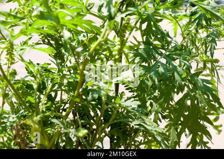 Nahaufnahme von Ragweed-Blumen. Die Ragweed-Pollen sind bekannt dafür, dass sie beim Menschen allergische Reaktionen hervorrufen, insbesondere allergische Rhinitis. Stockfoto