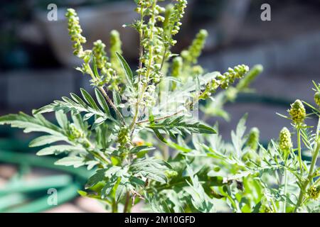 Nahaufnahme von Ragweed-Blumen. Die Ragweed-Pollen sind bekannt dafür, dass sie beim Menschen allergische Reaktionen hervorrufen, insbesondere allergische Rhinitis. Stockfoto