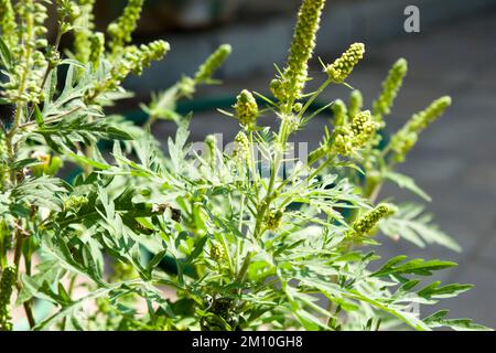 Nahaufnahme von Ragweed-Blumen. Die Ragweed-Pollen sind bekannt dafür, dass sie beim Menschen allergische Reaktionen hervorrufen, insbesondere allergische Rhinitis. Stockfoto