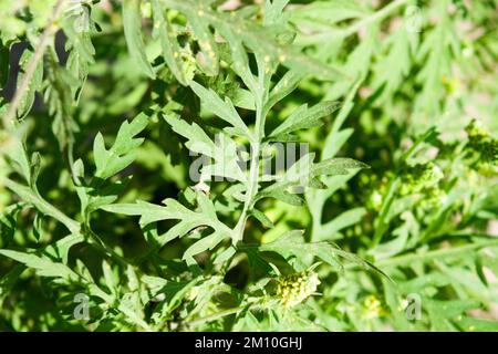 Nahaufnahme von Ragweed-Blumen. Die Ragweed-Pollen sind bekannt dafür, dass sie beim Menschen allergische Reaktionen hervorrufen, insbesondere allergische Rhinitis. Stockfoto