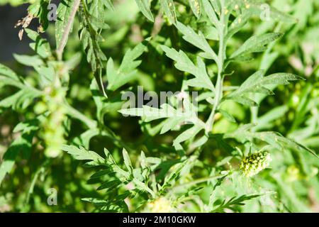 Nahaufnahme von Ragweed-Blumen. Die Ragweed-Pollen sind bekannt dafür, dass sie beim Menschen allergische Reaktionen hervorrufen, insbesondere allergische Rhinitis. Stockfoto