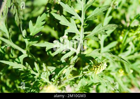 Nahaufnahme von Ragweed-Blumen. Die Ragweed-Pollen sind bekannt dafür, dass sie beim Menschen allergische Reaktionen hervorrufen, insbesondere allergische Rhinitis. Stockfoto