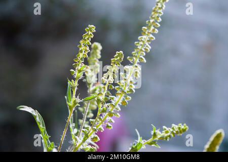 Nahaufnahme von Ragweed-Blumen. Die Ragweed-Pollen sind bekannt dafür, dass sie beim Menschen allergische Reaktionen hervorrufen, insbesondere allergische Rhinitis. Stockfoto