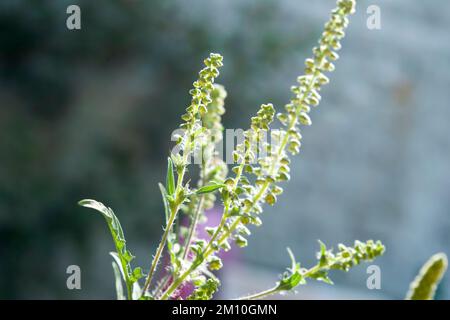 Nahaufnahme von Ragweed-Blumen. Die Ragweed-Pollen sind bekannt dafür, dass sie beim Menschen allergische Reaktionen hervorrufen, insbesondere allergische Rhinitis. Stockfoto