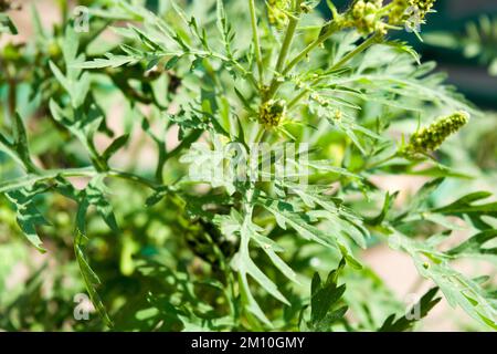 Nahaufnahme von Ragweed-Blumen. Die Ragweed-Pollen sind bekannt dafür, dass sie beim Menschen allergische Reaktionen hervorrufen, insbesondere allergische Rhinitis. Stockfoto