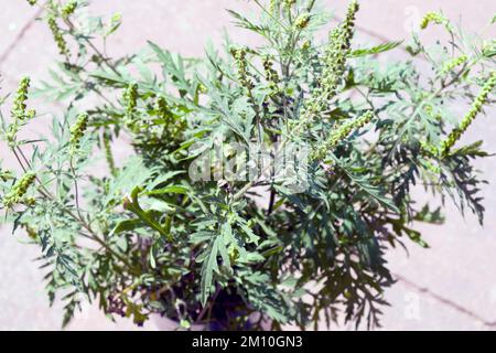 Nahaufnahme von Ragweed-Blumen. Die Ragweed-Pollen sind bekannt dafür, dass sie beim Menschen allergische Reaktionen hervorrufen, insbesondere allergische Rhinitis. Stockfoto