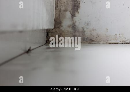 Schimmel in der Ecke des Fensters. Feuchtigkeit und Pilz auf dem Fenster. Das Pilzproblem im Winter. Stockfoto