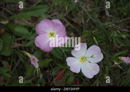 Eine Nahaufnahme von Oenothera speciosa, bekannt als Pinkgirls. Stockfoto