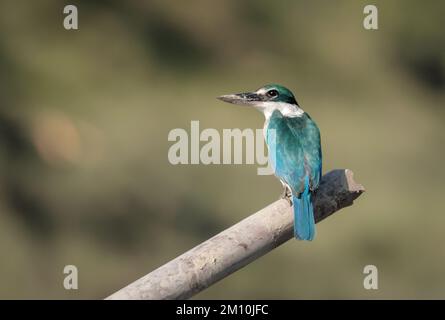 Der Kragenfischer oder Mangrovenfischer ist ein mittelgroßer Königsfischer, der zur Unterfamilie Halcyoninae, den Baumkönigern, gehört. Stockfoto