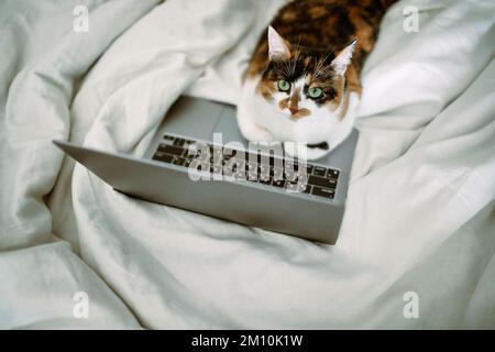 CAT sitzt am Laptop Stockfoto