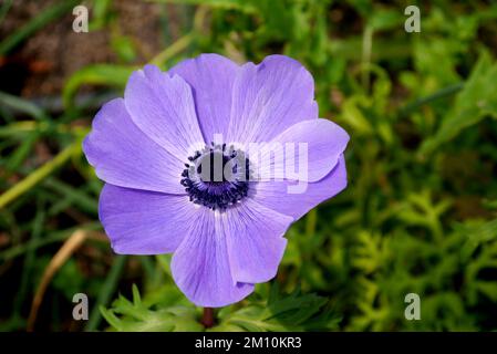 Einzelne violettblaue Anemone coronaria (De Caen-Gruppe) „Mr Fokker“-Blume, angebaut beim Eden Project, Cornwall, England, Vereinigtes Königreich. Stockfoto