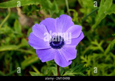 Einzelne violettblaue Anemone coronaria (De Caen-Gruppe) „Mr Fokker“-Blume, angebaut beim Eden Project, Cornwall, England, Vereinigtes Königreich. Stockfoto