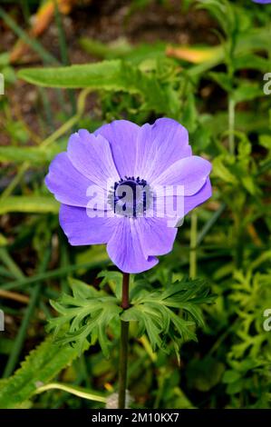 Einzelne violettblaue Anemone coronaria (De Caen-Gruppe) „Mr Fokker“-Blume, angebaut beim Eden Project, Cornwall, England, Vereinigtes Königreich. Stockfoto
