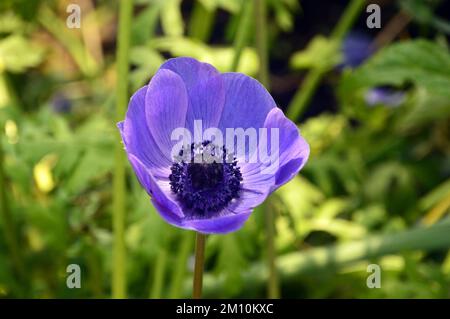 Einzelne violettblaue Anemone coronaria (De Caen-Gruppe) „Mr Fokker“-Blume, angebaut beim Eden Project, Cornwall, England, Vereinigtes Königreich. Stockfoto