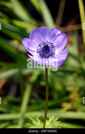 Einzelne violettblaue Anemone coronaria (De Caen-Gruppe) „Mr Fokker“-Blume, angebaut beim Eden Project, Cornwall, England, Vereinigtes Königreich. Stockfoto