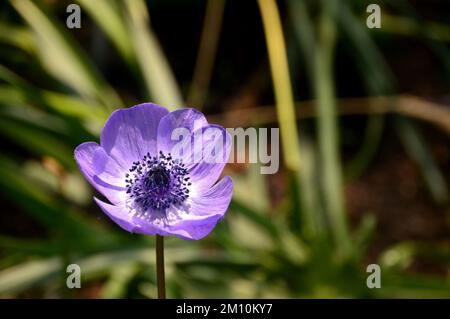 Einzelne violettblaue Anemone coronaria (De Caen-Gruppe) „Mr Fokker“-Blume, angebaut beim Eden Project, Cornwall, England, Vereinigtes Königreich. Stockfoto