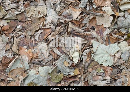 Natürlicher Hintergrund von Herbstblättern aus der Schließfalle. Stockfoto