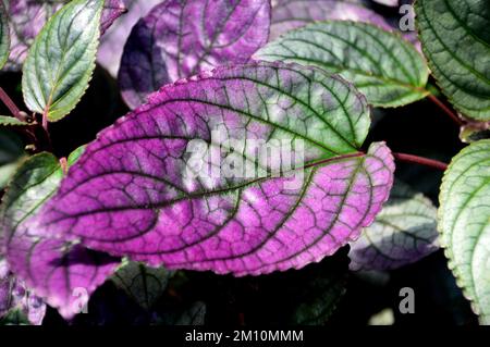 Red Flame Ivy/Purple Waffle Plant (Hemigraphis Alternata) – Blatt aus dem Eden Project, Cornwall, England, Großbritannien. Stockfoto