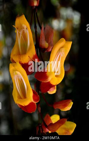 Rot/Gelb Mysore Clock Vine (Thunbergia Mysorensis) „Brick and Butter Vine“ Flowers Grown at the Eden Project, Cornwall, England, Großbritannien. Stockfoto