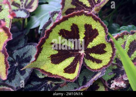 Exotic Green & Brown Begonia Masoniana (Iron Cross Begonia) Blätter aus dem Eden Project, Cornwall, England, Großbritannien. Stockfoto