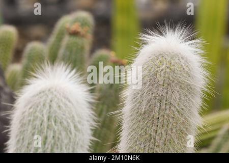 Die Verschlüsse von Cleistocactus strausii cactus Stockfoto