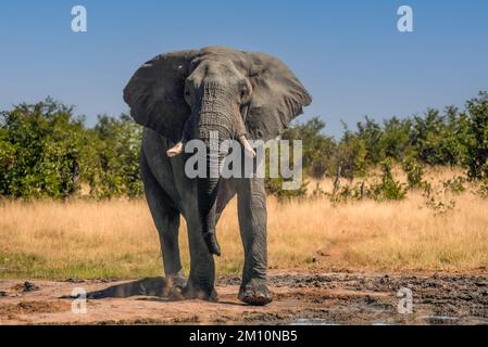 Einsamer Elefant am Nehimba Waterhole im Hwange-Nationalpark von Simbabwe Stockfoto