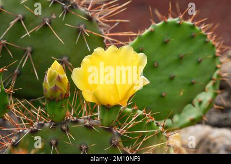 Detail der gelben Blume von Opuntia ficus Stockfoto