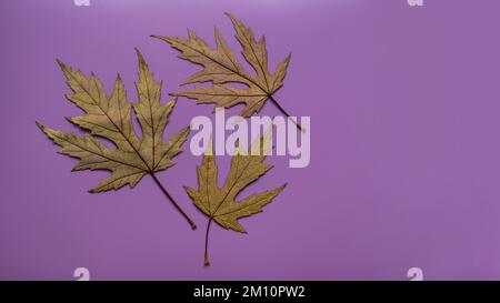 Herbstzusammensetzung. Im Herbst getrocknete Ahornblätter auf violettem Hintergrund. Flach liegend, Draufsicht, Kopierbereich Stockfoto