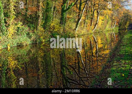 Herbstfarben Brecon und Monmouthshire Canal, Brecon, Powys, Wales. Stockfoto