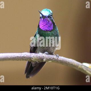 Lila Kehlkopfsteine, Kolibri, Monteverde, Costa Rica. Stockfoto