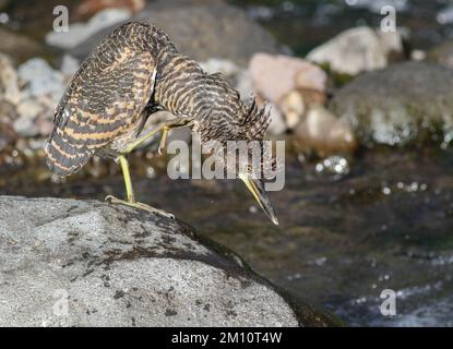 Fasziierter Tigerreiher, Arenal, Costa Rica. Stockfoto