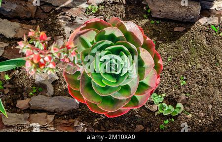 Eine saftige Pflanze namens Echeveria Mandala. Im Freien. Sonniger Tag. Stockfoto