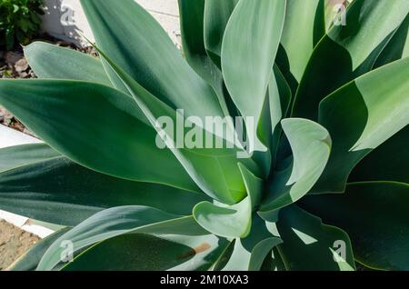 Nahaufnahme einer Pflanze namens Agave attenuata, auch bekannt als Maggie des Drachen oder Schwanenhals Stockfoto