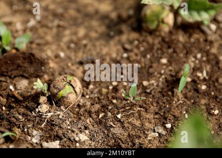 Quercus-robur-Eicheln im Gewächshaus Stockfoto