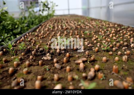 Quercus-robur-Eicheln im Gewächshaus Stockfoto