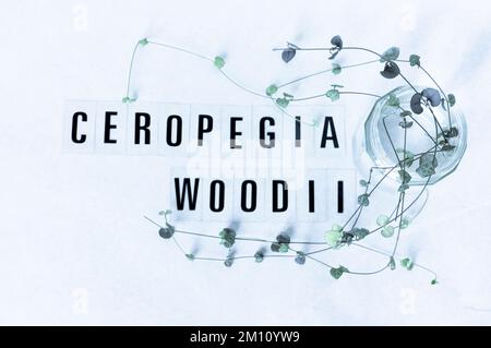 Stecklinge aus einer Pflanze aus einer Schnur von Herzen (ceropegia woodii), die in Wasser vor weißem Hintergrund propogiert, mit Buchstaben, die den Namen der Pflanze ausdrücken Stockfoto