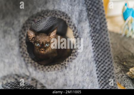 Süße kleine, schläfrige Devon Rex Stammkatze ruht sich in seinem Haus aus. Hochwertiges Foto Stockfoto