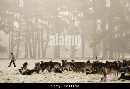 Ein Mann geht vorbei an Damhirschen, während sie sich auf dem Schnee- und eisbedeckten Gras im Phoenix Park in Dublin ausruhen. Teile Irlands wurden mit Schnee überdeckt, und die Wetterbeobachter warnten, dass die Frostbedingungen anhalten werden. Foto: Freitag, 9. Dezember 2022. Stockfoto