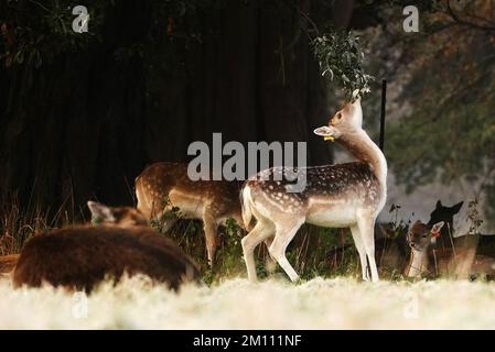 Damhirsche ruhen sich auf dem schneebedeckten Gras im Phoenix Park in Dublin aus. Teile Irlands wurden mit Schnee überdeckt, und die Wetterbeobachter warnten, dass die Frostbedingungen anhalten werden. Foto: Freitag, 9. Dezember 2022. Stockfoto